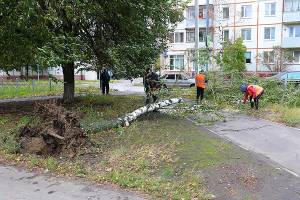 В Брянске ураганный ветер повалил 14 деревьев