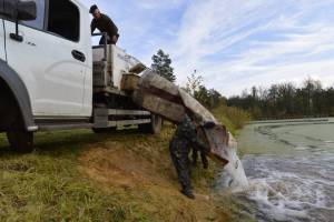 В пруд заповедника «Брянский лес» запустили 400 килограммов рыбы