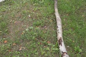 В брянских Белых Берегах дерево при падении зацепило ребёнка