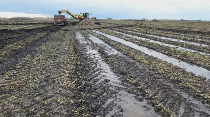 На Брянщине введен режим чрезвычайной ситуации в АПК из-за переувлажнения почвы дождями