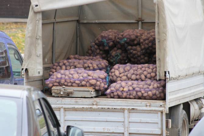 Клетнянского фермера уличили в посадке подозрительного картофеля