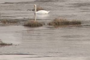 Под Новозыбковом на Ипути заметили пару лебедей