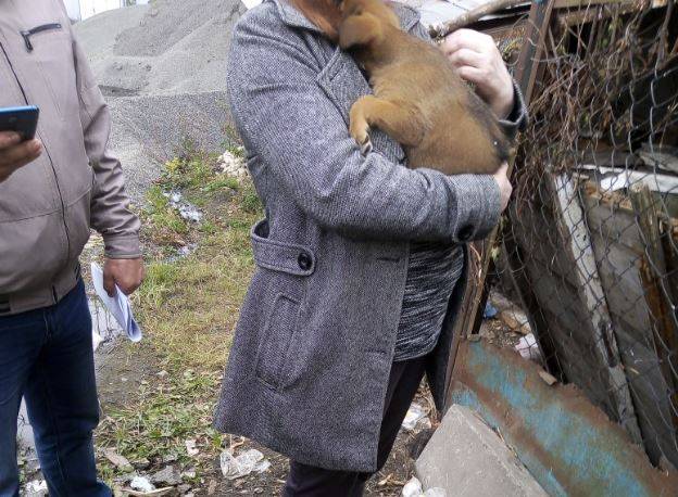 В Брянске собачницам не удалось спасти раненого щенка