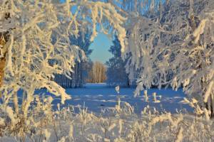 Брянский синоптик Тишковец рассказал о погоде в новогоднюю ночь