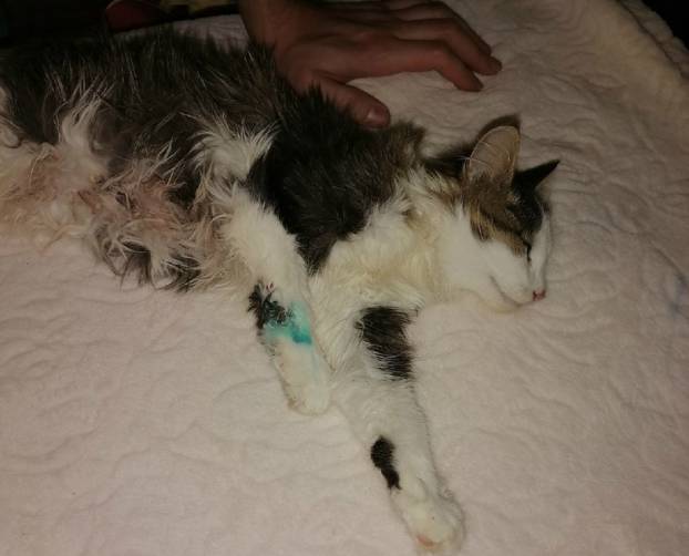 В Карачеве рабочие жестоко избили котенка