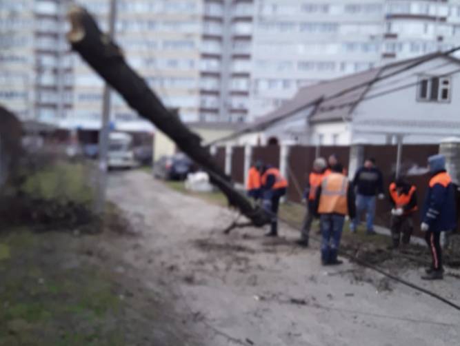 В Брянске ураган повалил 18 деревьев