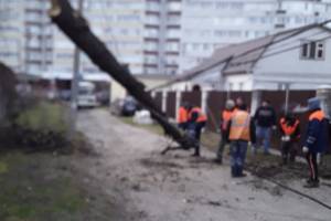 В Брянске ураган повалил 18 деревьев