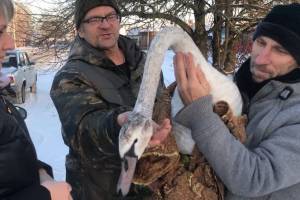 В брянском Климове спасли замерзающего лебедя