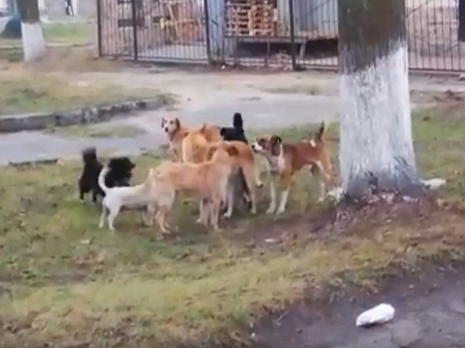 В Клинцах стая агрессивных собак захватила городской парк
