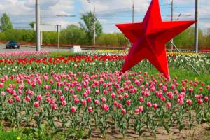 В Брянске за сезон высадят 250 тысяч цветов