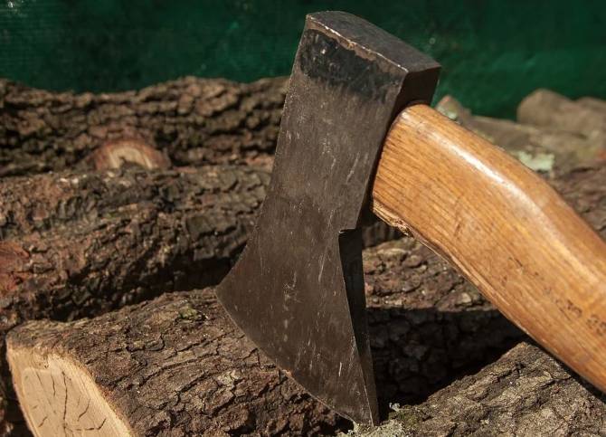 Брянский лесничий незаконно срубил 42 дерева на полмиллиона рублей