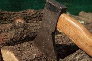 Брянский лесничий незаконно срубил 42 дерева на полмиллиона рублей