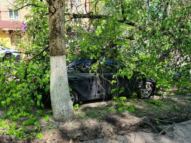 В брянском парке Толстого распилили упавшее на машину дерево