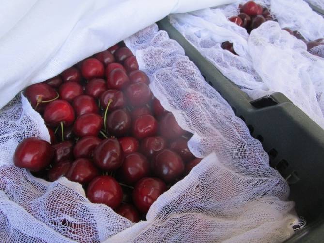 На брянской границе забраковали десятки тонн черешни и вишни