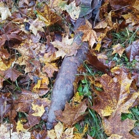 В лесу в Севском районе обнаружили артиллерийский снаряд и мину 