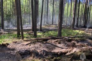 Под Брянском потушили лесной пожар