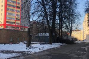 В Брянске варварски обкромсали деревья на улице Евдокимова 
