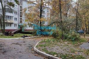 В Брянске на улице Костычева рухнуло дерево
