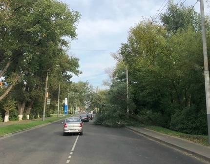 В Брянске дорогу на Володарку перегородило упавшее дерево