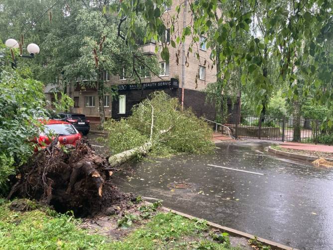 В Брянске сильный ветер повалил дерево на улице Октябрьской