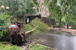 В Брянске сильный ветер повалил дерево на улице Октябрьской