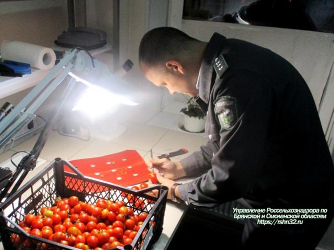 В Брянск из Турции привезли 10 тонн червивых помидоров