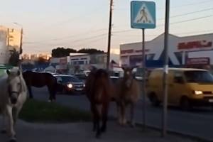 В Брянске лошади выжили с тротуара людей