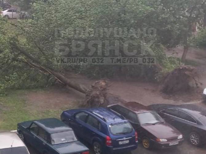 В Брянске на 22-го Съезда ураганный ветер вырвал дерево с корнем