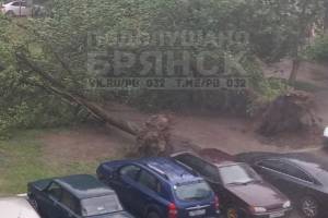 В Брянске на 22-го Съезда ураганный ветер вырвал дерево с корнем