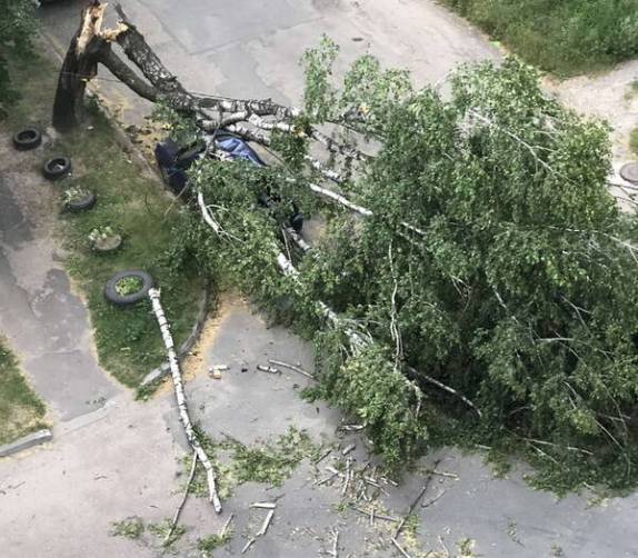 В Брянске ураганный ветер повалил шесть деревьев
