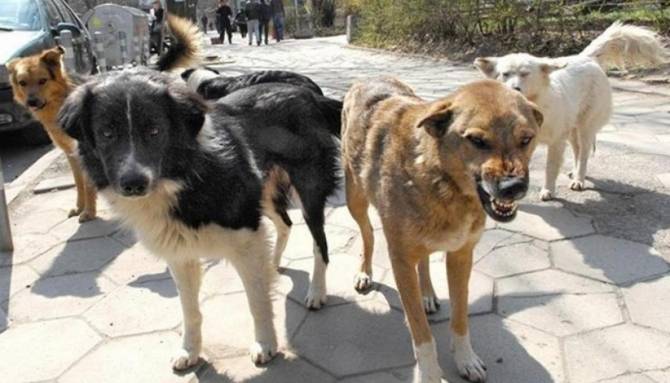 В Комаричском районе участились нападения собак на людей