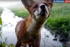 Любопытную лисицу сняли на видео в Клинцовском районе