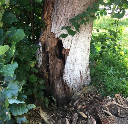 В Брянске пациентам детской поликлиники № 1 угрожает аварийное дерево