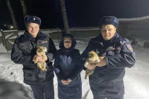 Брянские полицейские спасли брошенных на морозе щенков