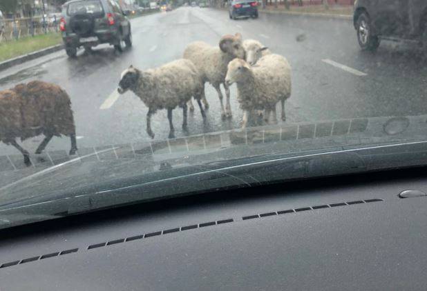 В Брянске овцы едва не устроили аварию на Станке Димитрова
