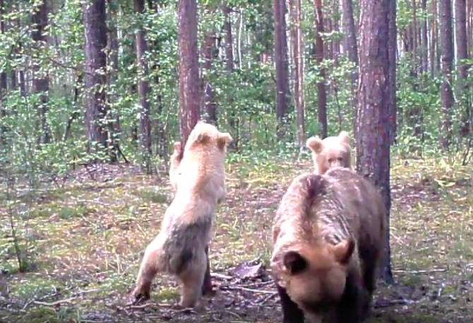 В заповеднике «Брянский лес» фотоловушка поймала «медвежий класс»