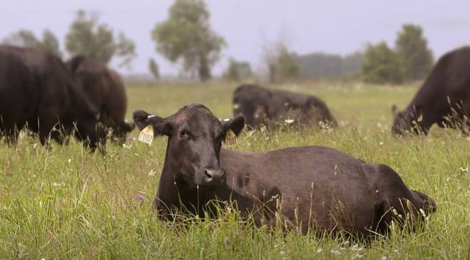 На брянской ферме корова-рекордсменка «усыновила» четвертого теленка