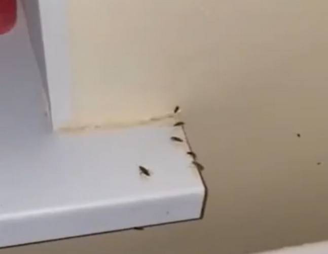 Брянские власти объяснили полчища гигантских тараканов в ковидном госпитале