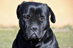 В Брянске для спасения собаки породы Кане Корса ищут донора крови
