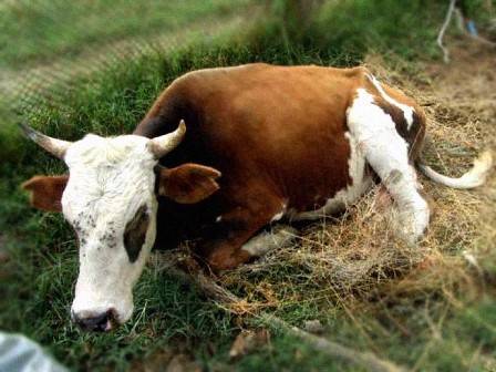 Три брянских сельхозпредприятия оштрафовали за несоблюдение карантина по лейкозу скота