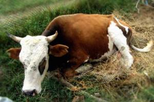 Три брянских сельхозпредприятия оштрафовали за несоблюдение карантина по лейкозу скота