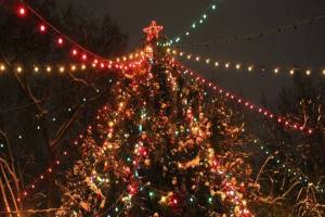 В Стародубе объявили поиск главной новогодней елки