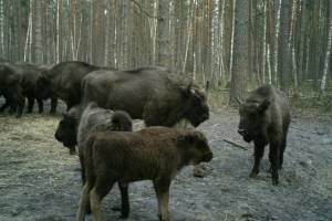 В «Брянском лесу» в фотоловушки попали зубры, лоси и лисицы