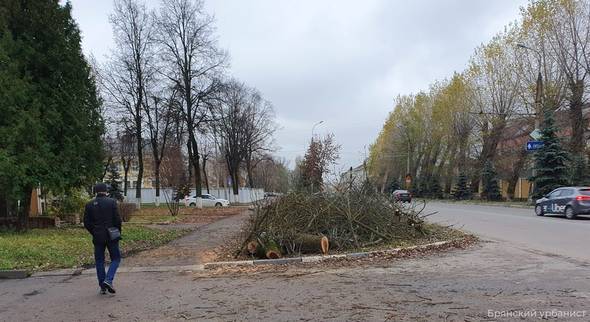В Брянске на улице Ульянова дорожники незаконно спилили деревья