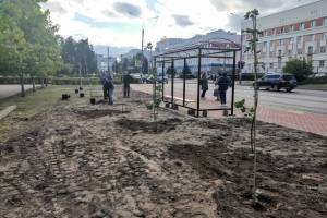В Брянске высадят 230 саженцев клена вдоль отремонтированных дорог