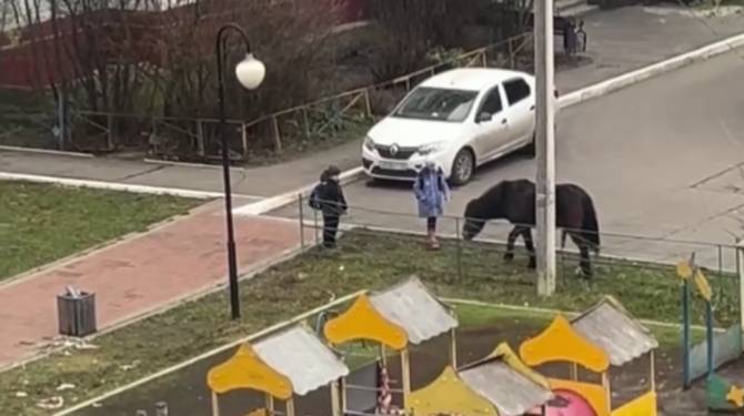 В Брянске лошадь наехала на 9-летнюю девочку на детской площадке