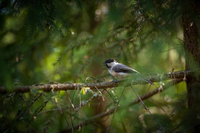 В «Брянском лесу» фотографу повезло запечатлеть королька, гренадерок и глухарок