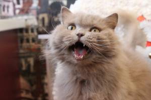 Брянцев позвали на благотворительный фестиваль «Happy Cat»