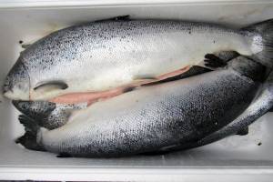 В Брянской области уничтожат две тонны норвежского лосося