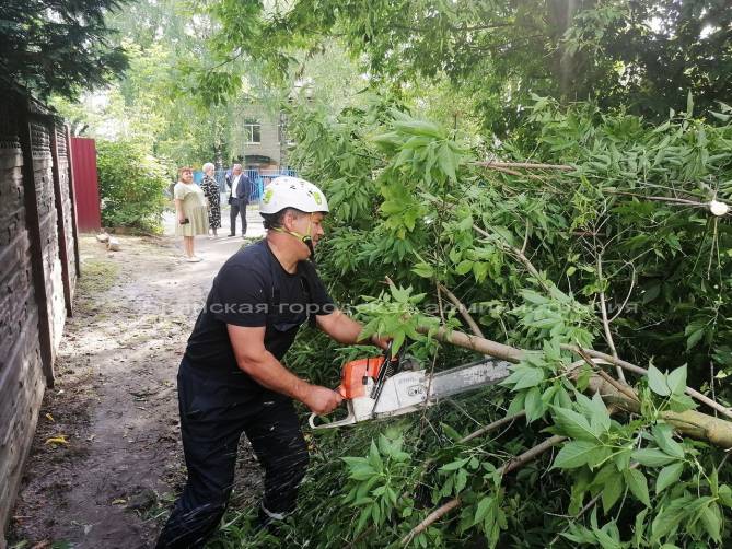 В Брянске у детсада «Солнечный» рухнуло гигантское дерево